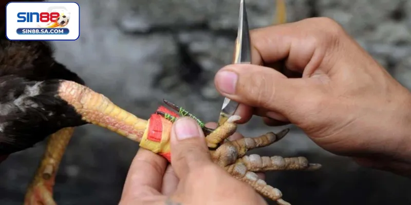 Sơ lược về đá gà cựa dao Sin88